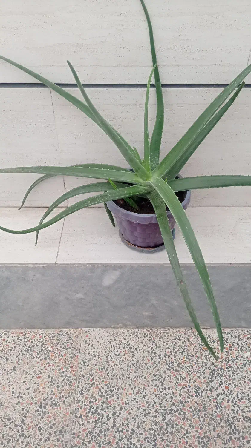 گل الوورا|گل و گیاه طبیعی|محمدیه-قزوین, |دیوار