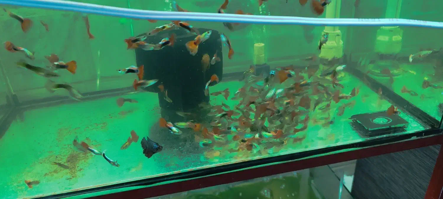 گوپی مولد و بچه ماهی|ماهی|پاکدشت, پاکدشت (مامازند)|دیوار