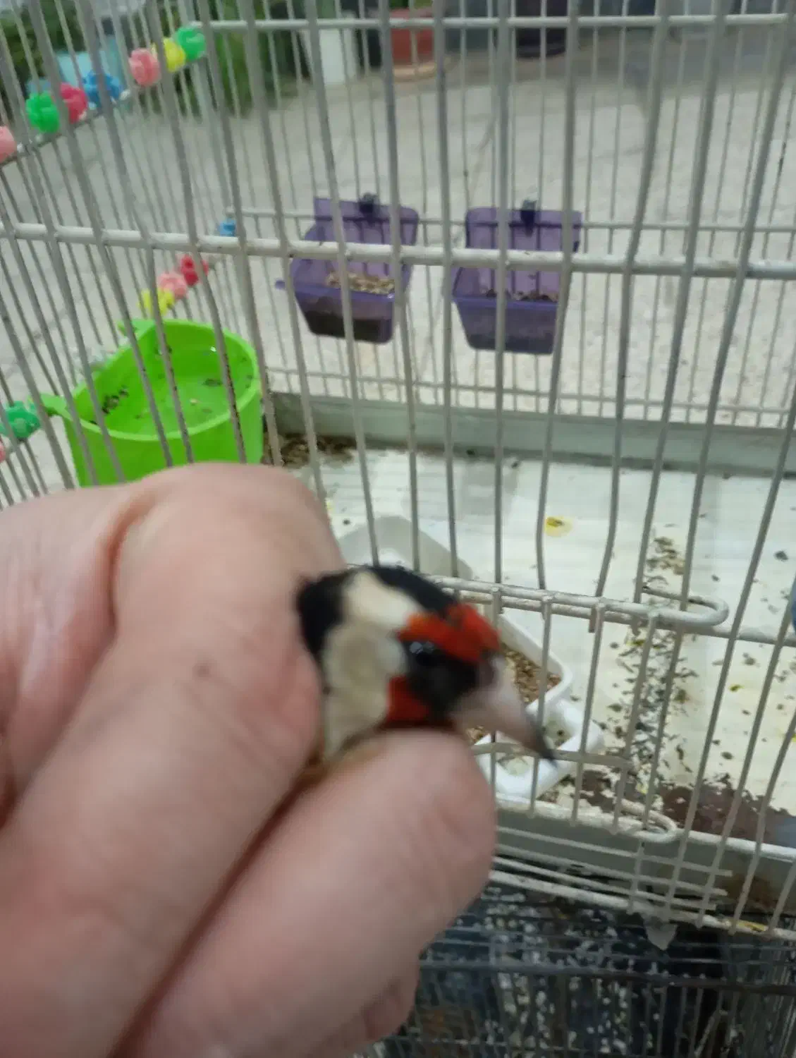 سهره نر|پرنده|نقده, |دیوار