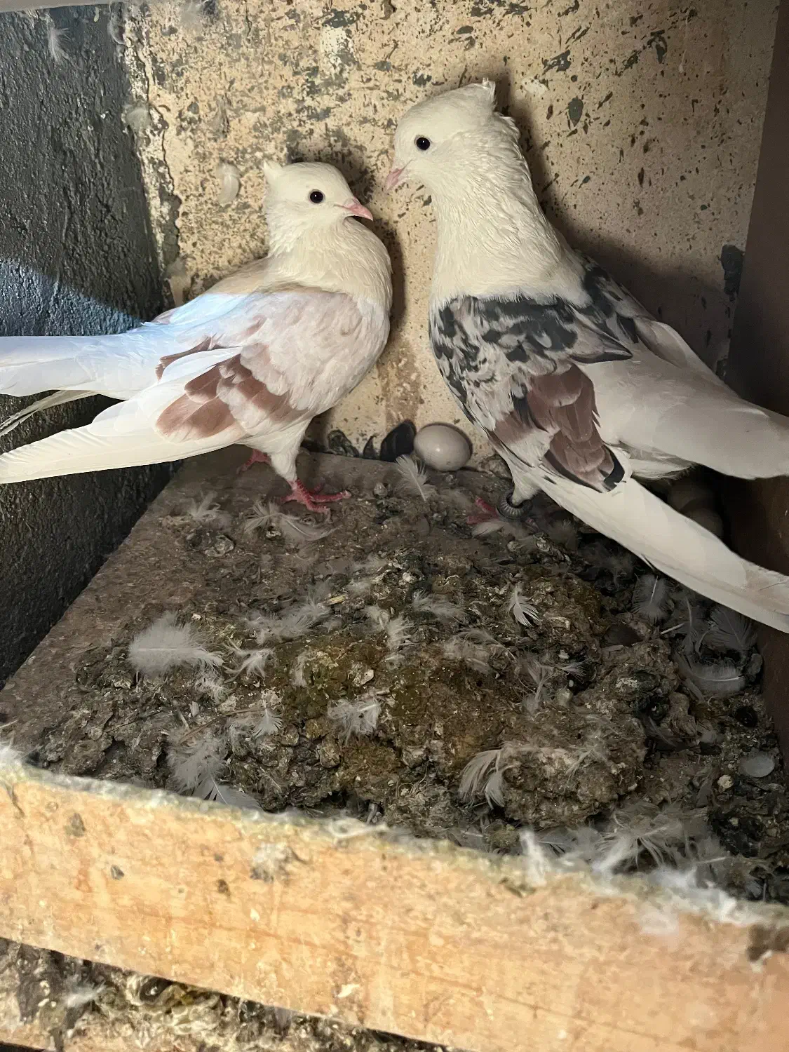 پلنگ نواتی|پرنده|بروجرد, |دیوار