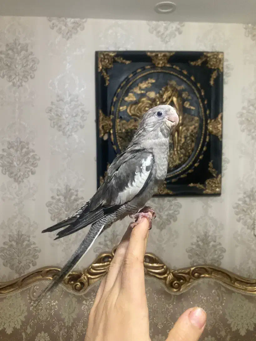 جوجه عروس (بالغ-جفت-ملنگو|پرنده|رشت, یخسازی|دیوار