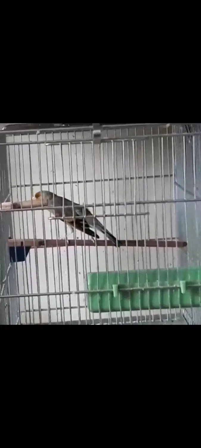 سهره قناری اوستا لربخون ۷ دهن پاک مهر مهر|پرنده|پرند, فاز ۶|دیوار