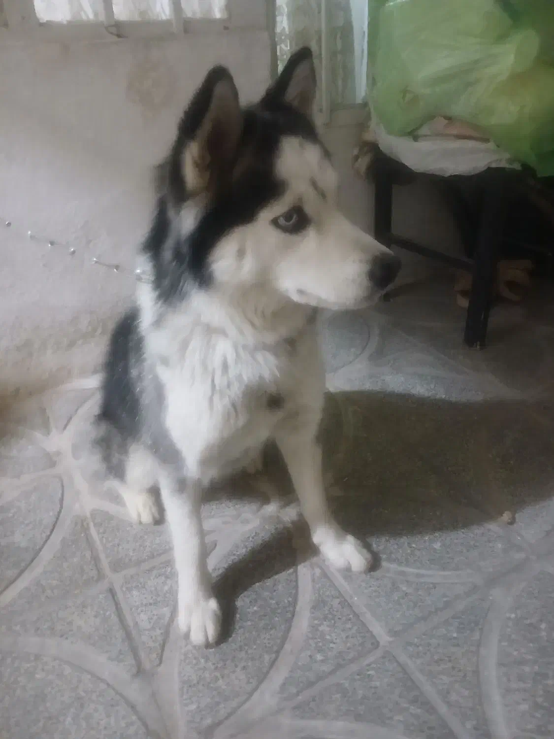 سگ هاسکی باهوش وفادار|سگ|کهریزک, |دیوار