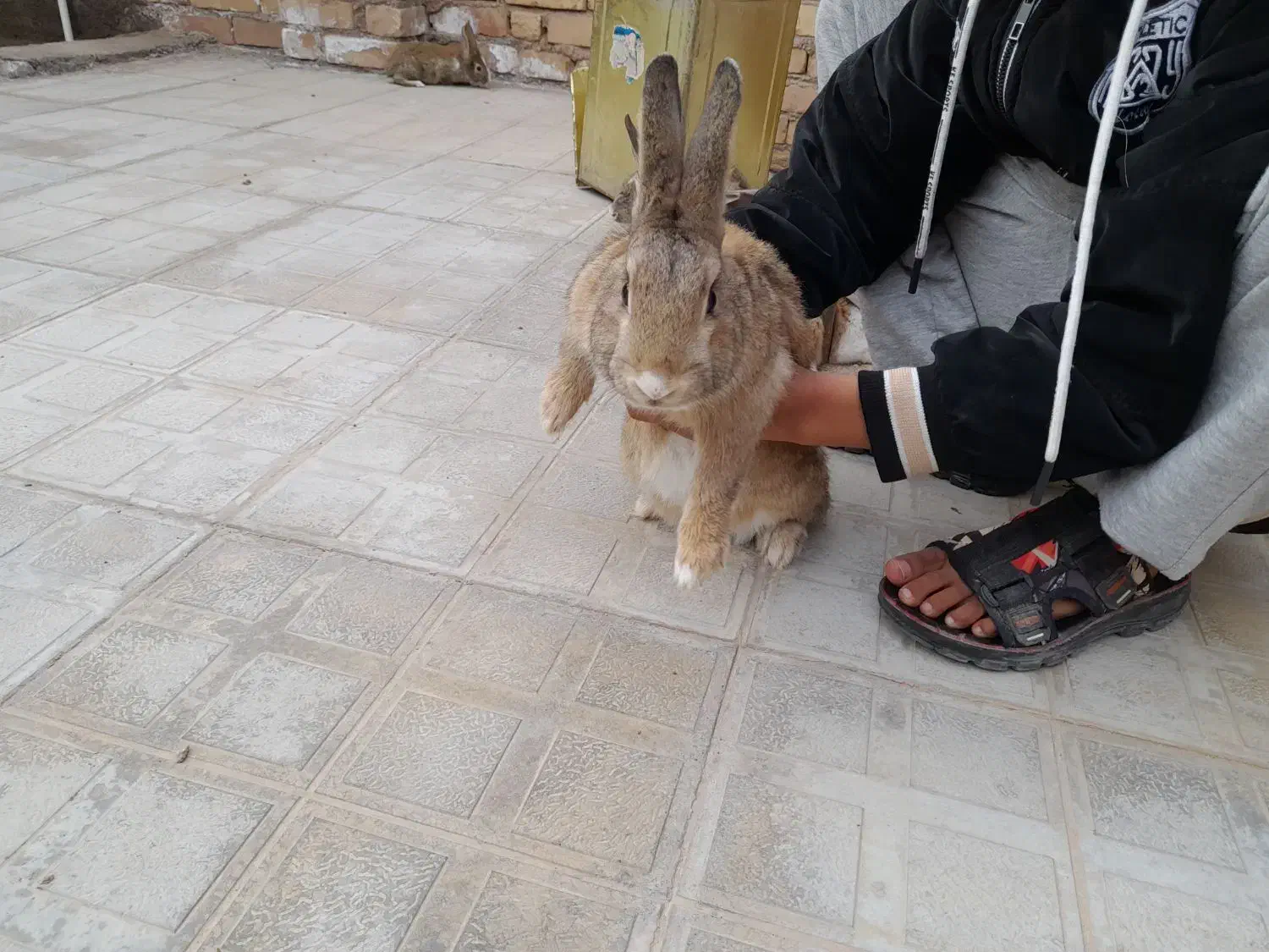 خرگوش|موش و خرگوش|تربت جام, علوی|دیوار