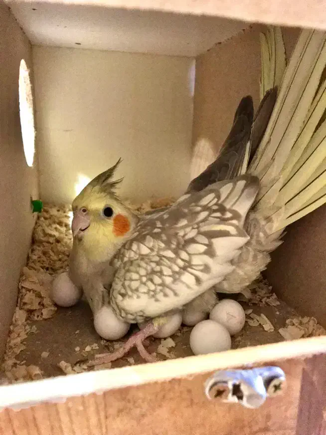 جفت مولد عروس هلندی با ۵جوجه|پرنده|تهران, ستارخان|دیوار