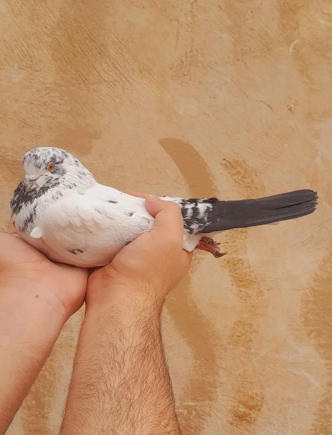 کله ای دمسیاه پرشی|پرنده|فلاورجان, |دیوار