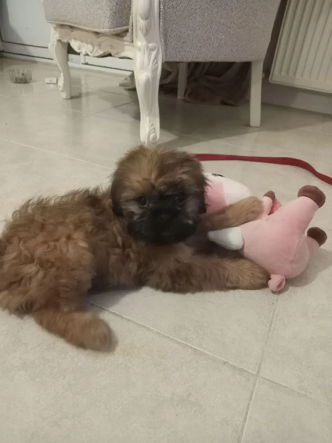 فروش سگ شیتزو فلت|سگ|چالوس, |دیوار