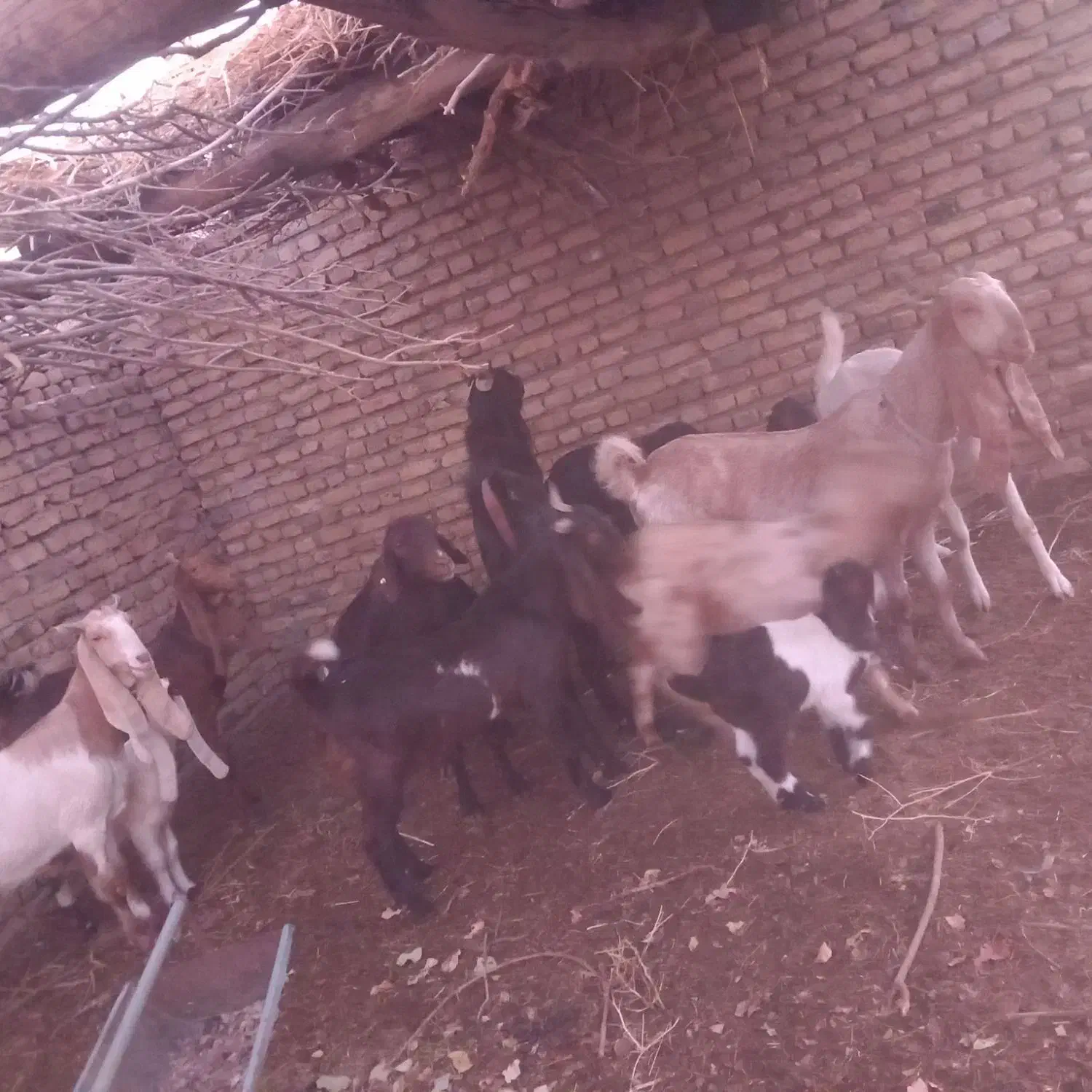 بز گلابی در فیض اباد محولات|حیوانات مزرعه|مه ولات, |دیوار