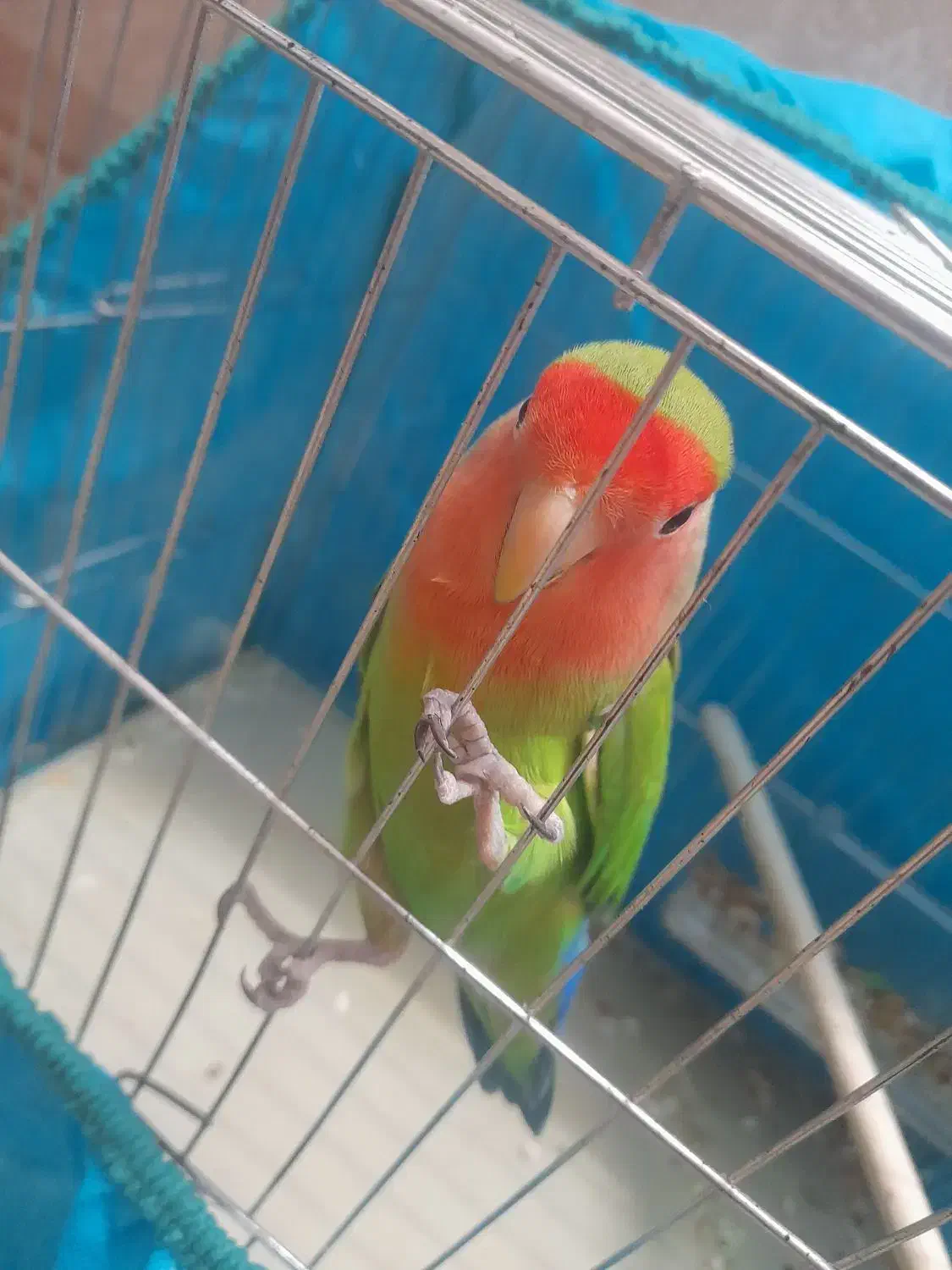 طوطی کوتوله|پرنده|بم, |دیوار