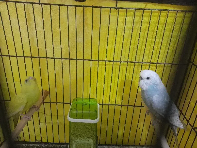 مرغ عشق دستی|پرنده|قزوین, |دیوار