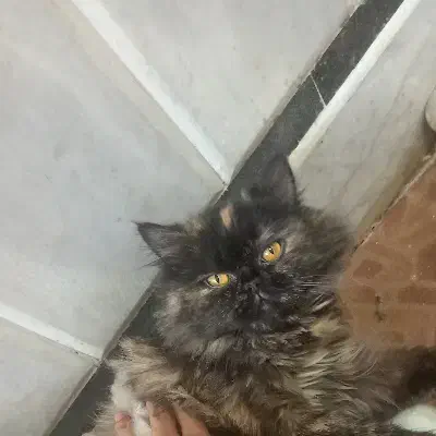 گربه گم شوده|حیوانات|زاهدان, |دیوار