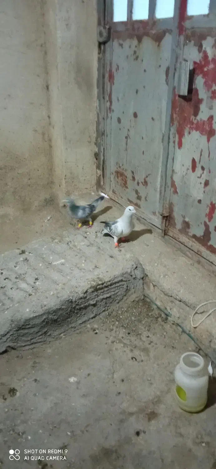 کبوتر|پرنده|شیروان (خراسان), |دیوار