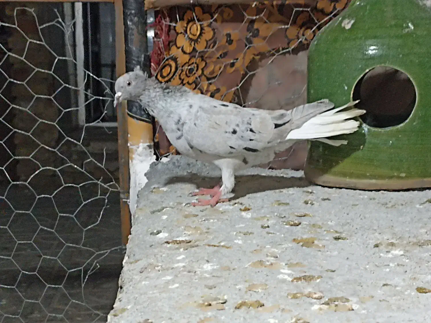 کفتر|پرنده|داراب, |دیوار