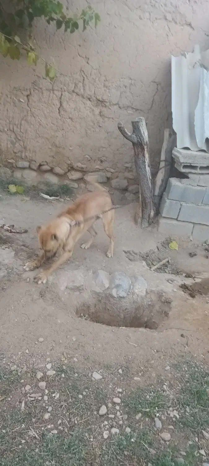 مادهسرابییکسالنیمفروشی|سگ|قوچان, |دیوار