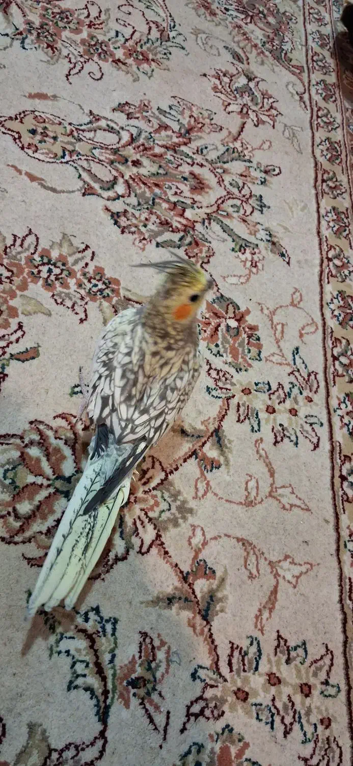 عروس هلندی مرواریدی|پرنده|اصفهان, پوریای ولی|دیوار