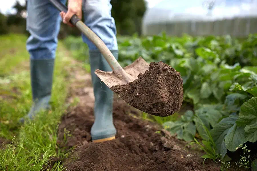 انجام باغبانی با نیروی مجرب|خدمات باغبانی و درختکاری|زاهدان, |دیوار