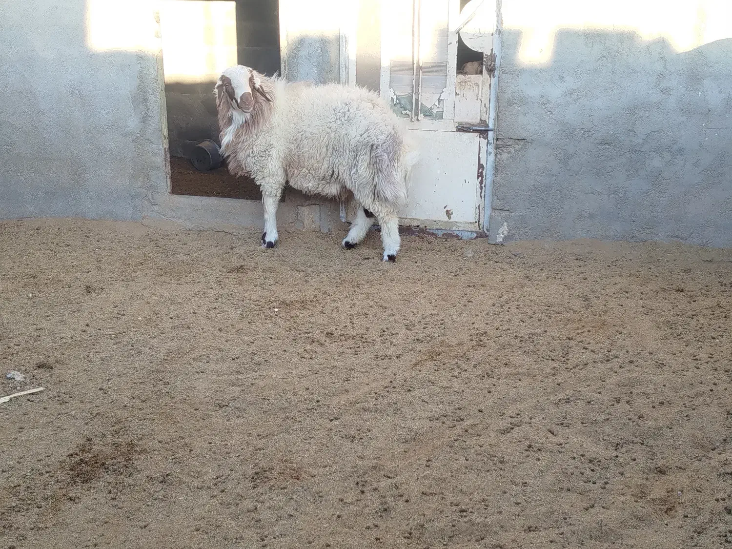 گوسفند|حیوانات مزرعه|فردوس (خراسان), |دیوار