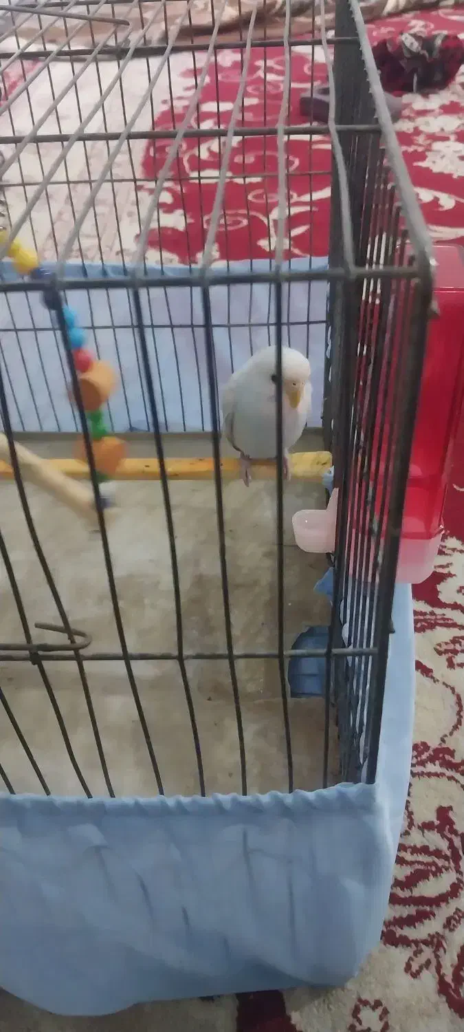 مرغ عشق|پرنده|تبریز, |دیوار