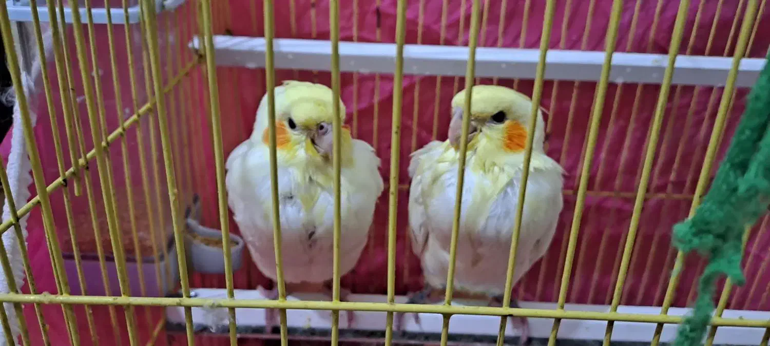 عروس هلندی|پرنده|دهلران, |دیوار