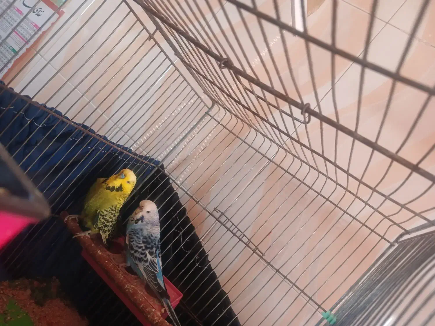 مرغ عشق انگلیسی|پرنده|خمینی‌شهر, |دیوار