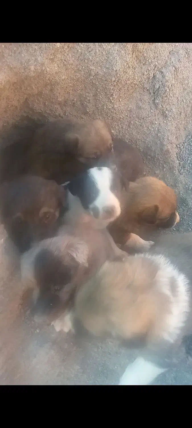 توله سگ سرو کله دار|سگ|بیرجند, |دیوار