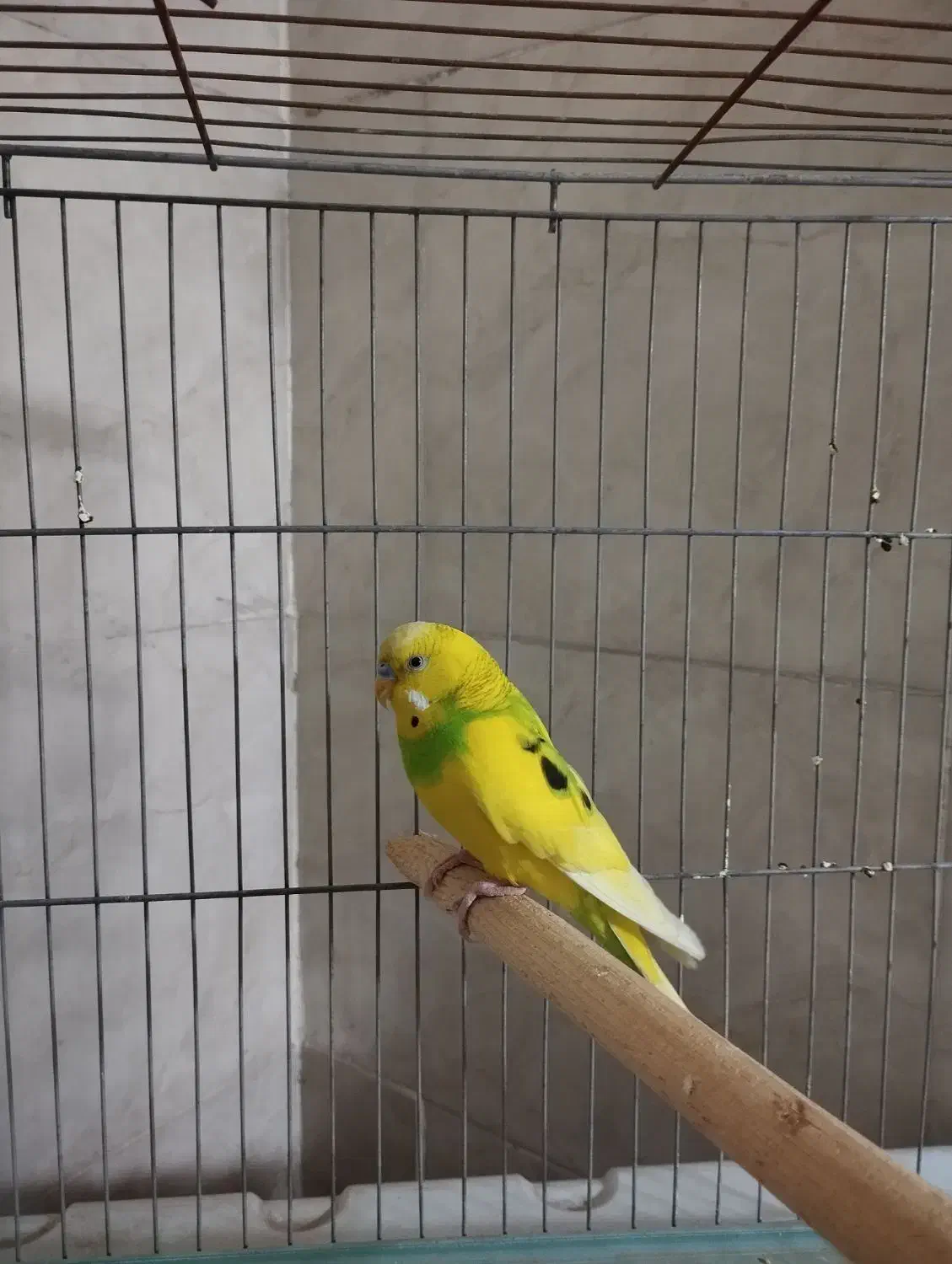 مرغ عشق خوش رنگ|پرنده|مشکیندشت, |دیوار