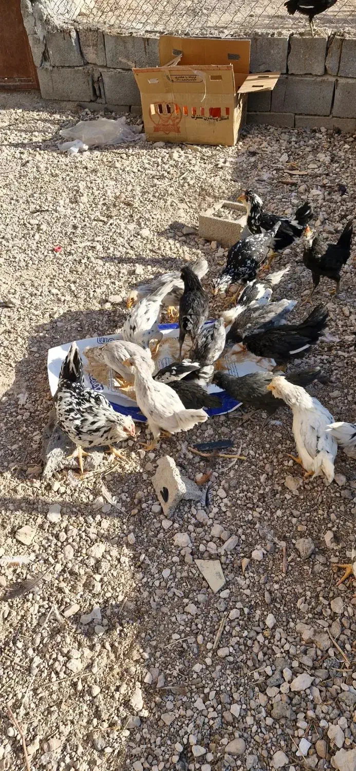 فروش جوجه  وبالغ  مرغ وخروس گلین ومحلی|حیوانات مزرعه|آباده, |دیوار