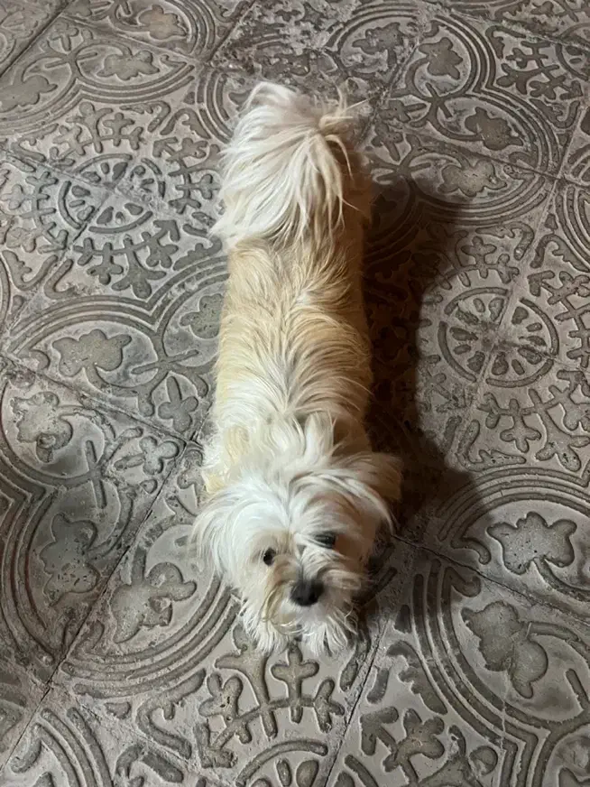 سگ شیدزو پا کوتاه|سگ|کرمان, |دیوار