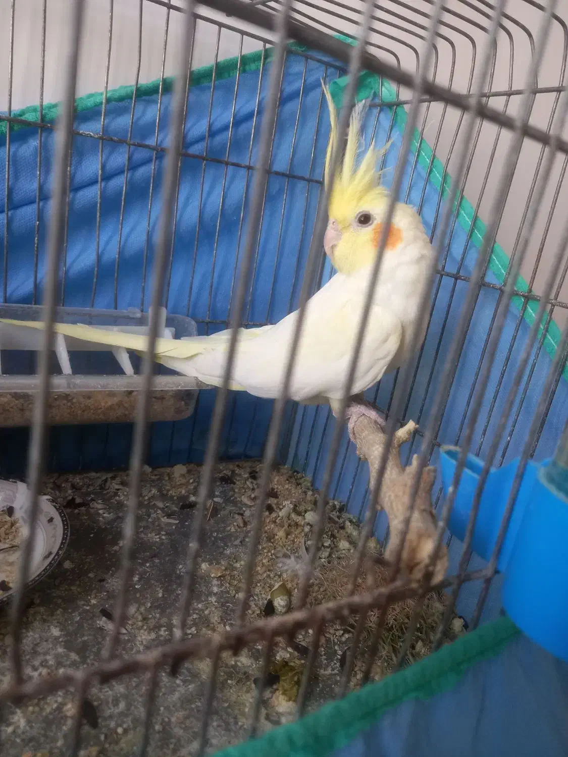 طوطی عروس مولد|پرنده|تاکستان, |دیوار