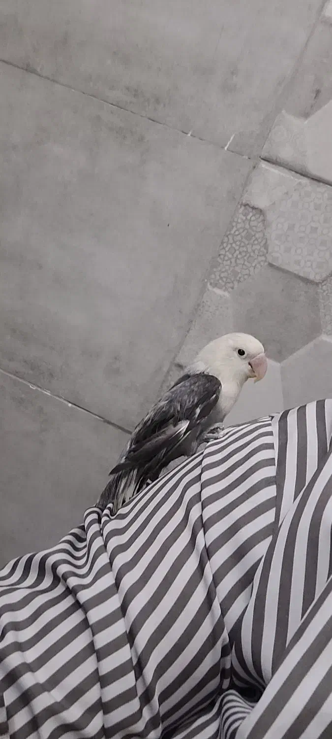 کوتوله کلا سفید|پرنده|کرمان, |دیوار