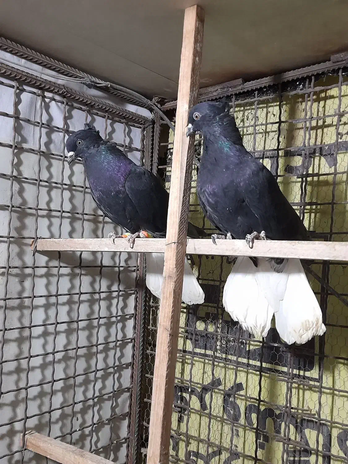 کبوتر رنگی|پرنده|قزوین, |دیوار