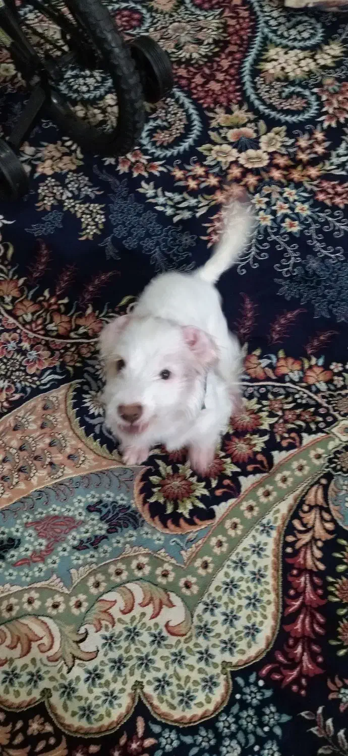 واگذاری توله نر سه ماهه|سگ|مشهد, طبرسی شمالی|دیوار