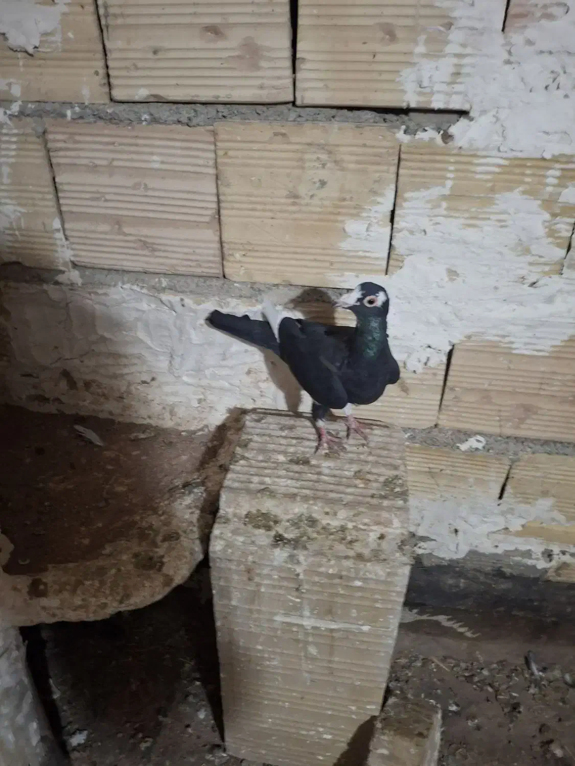 سه عدد کبوتر|پرنده|تاکستان, |دیوار