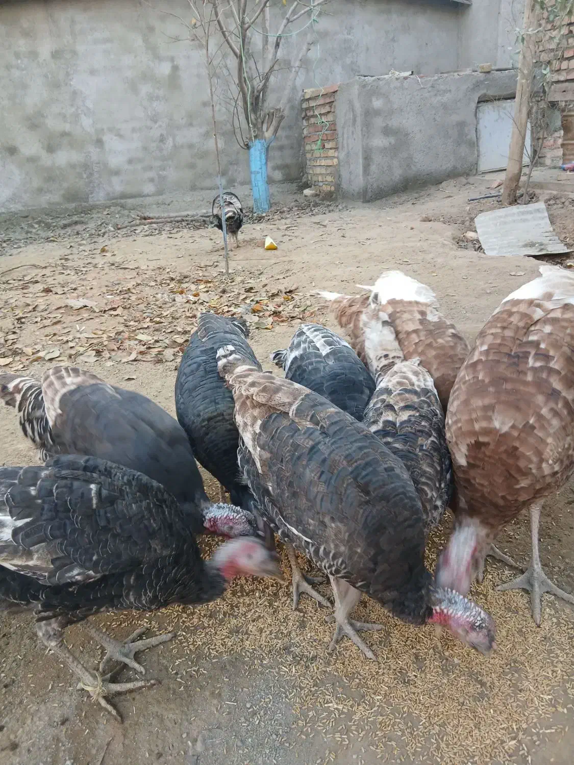 5تا بوقلمون ماده سالم ودرشت .|حیوانات مزرعه|صالح آباد, |دیوار