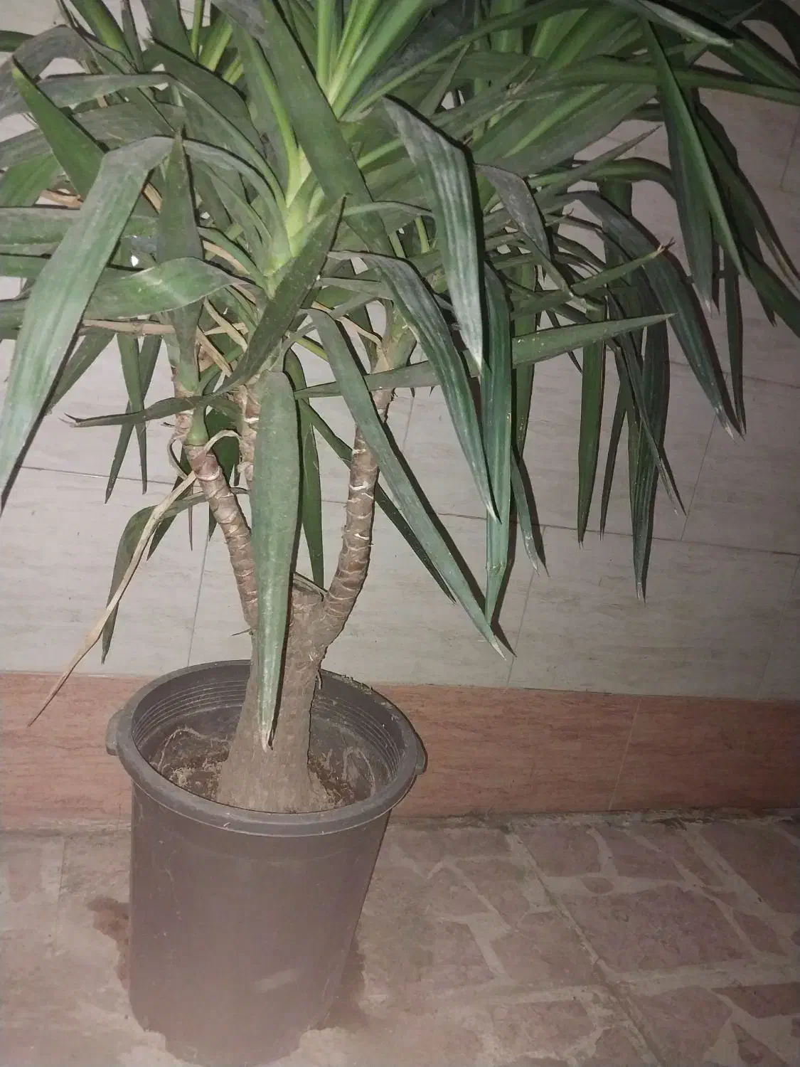 گل یوکا|گل و گیاه طبیعی|لاهیجان, رجایی|دیوار