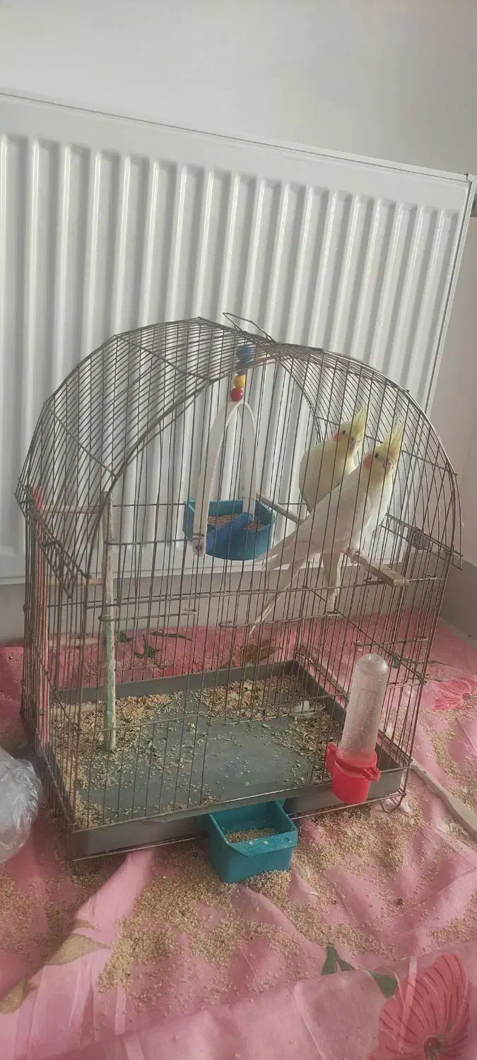 یک جفت نروماده عروس هلندی که هذردونیمه اهلی هستن|پرنده|مراغه, |دیوار