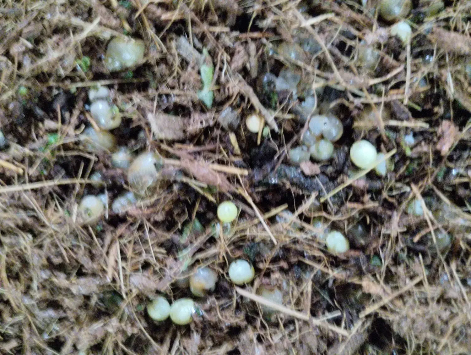 حلزون|خزنده|بم, |دیوار