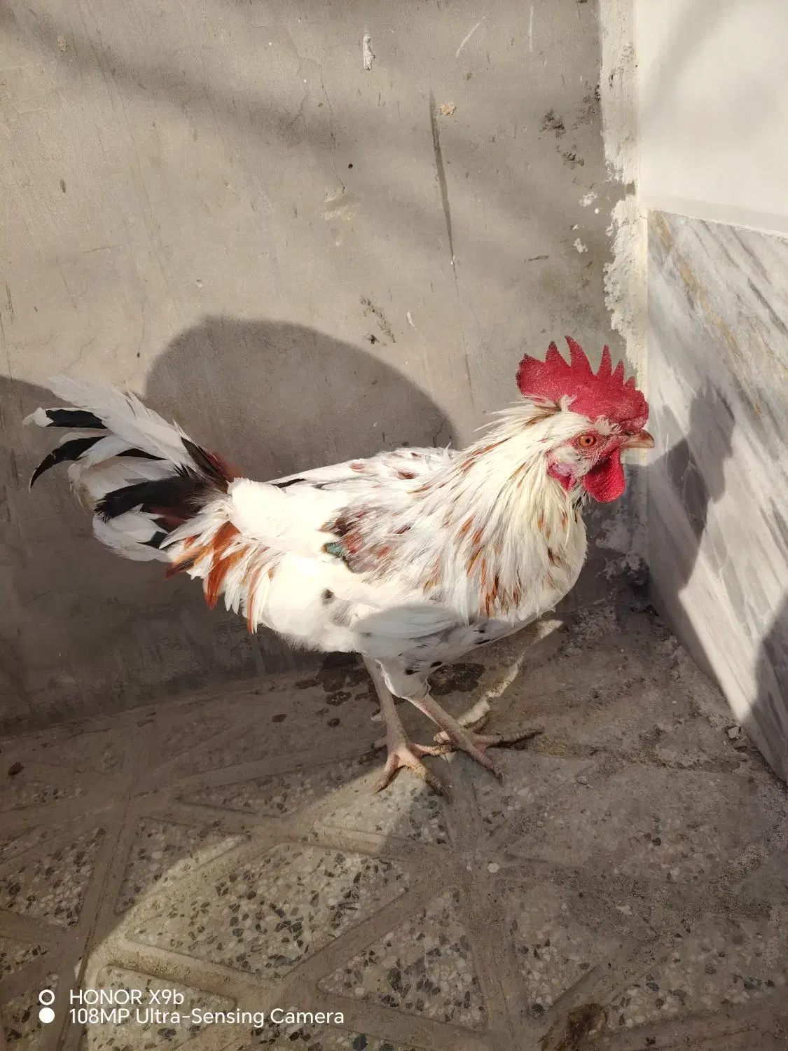 خروس گلین|حیوانات مزرعه|شهرضا, |دیوار