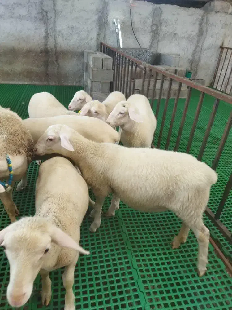 گوسفند لاکن|حیوانات مزرعه|سرخرود, |دیوار