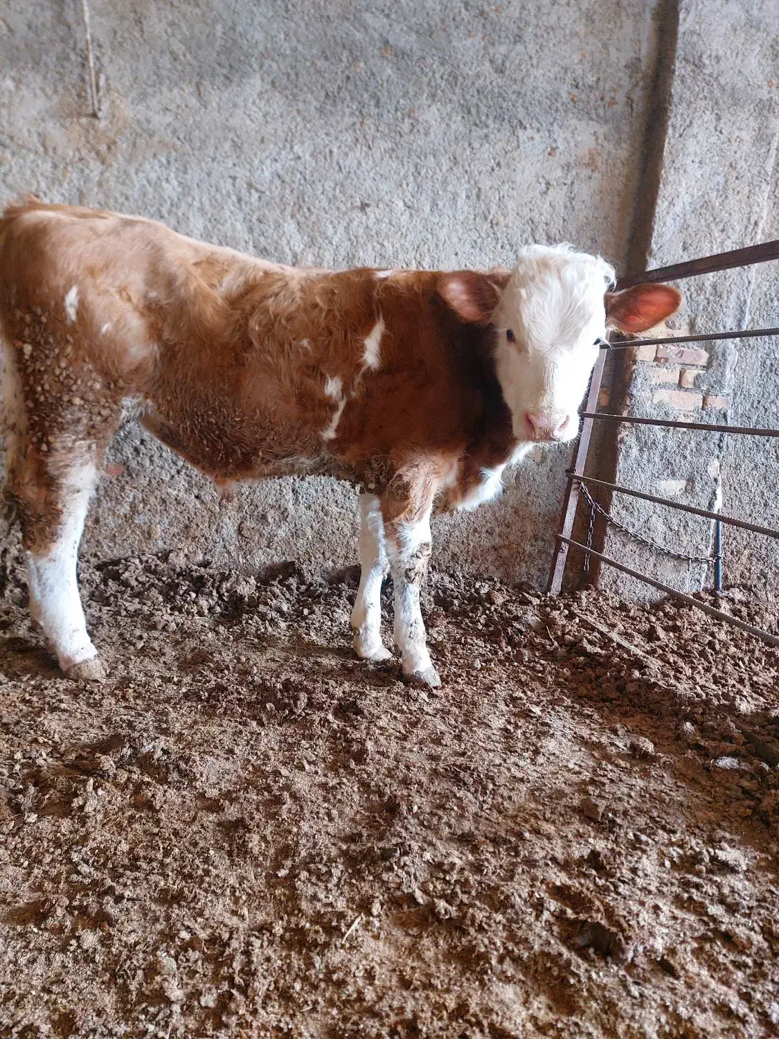 گوساله نر سیمینتال|حیوانات مزرعه|قزوین, |دیوار