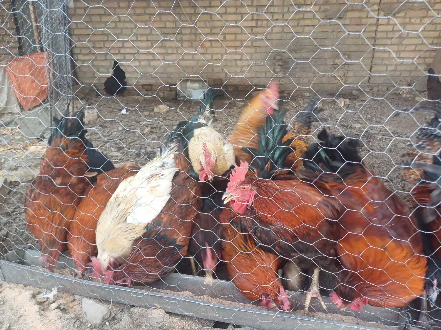 مرغ و خروس محلی|حیوانات مزرعه|مشهد, ویلاشهر|دیوار