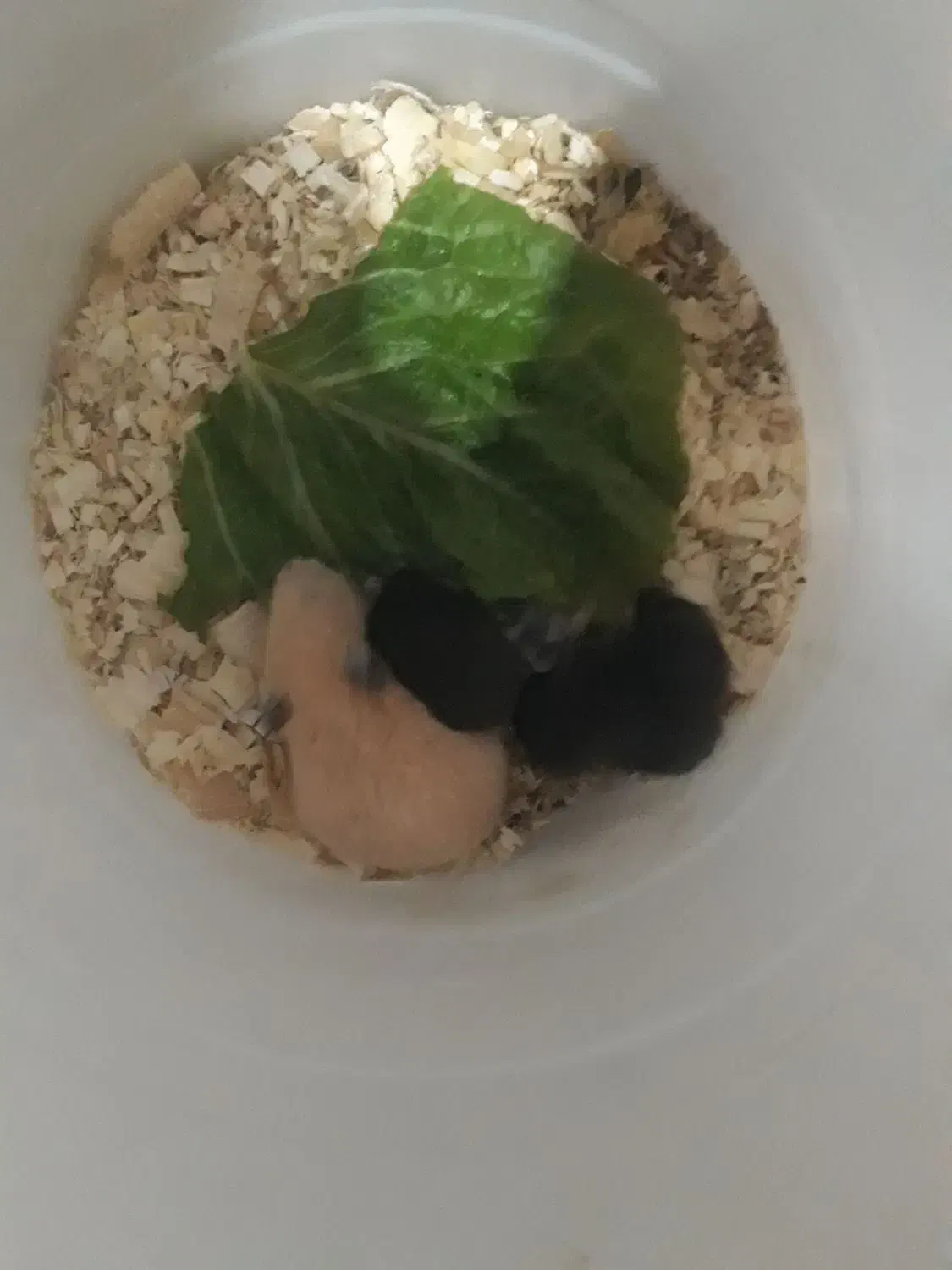 همستر خانگی|موش و خرگوش|قدس, شهرقدس|دیوار