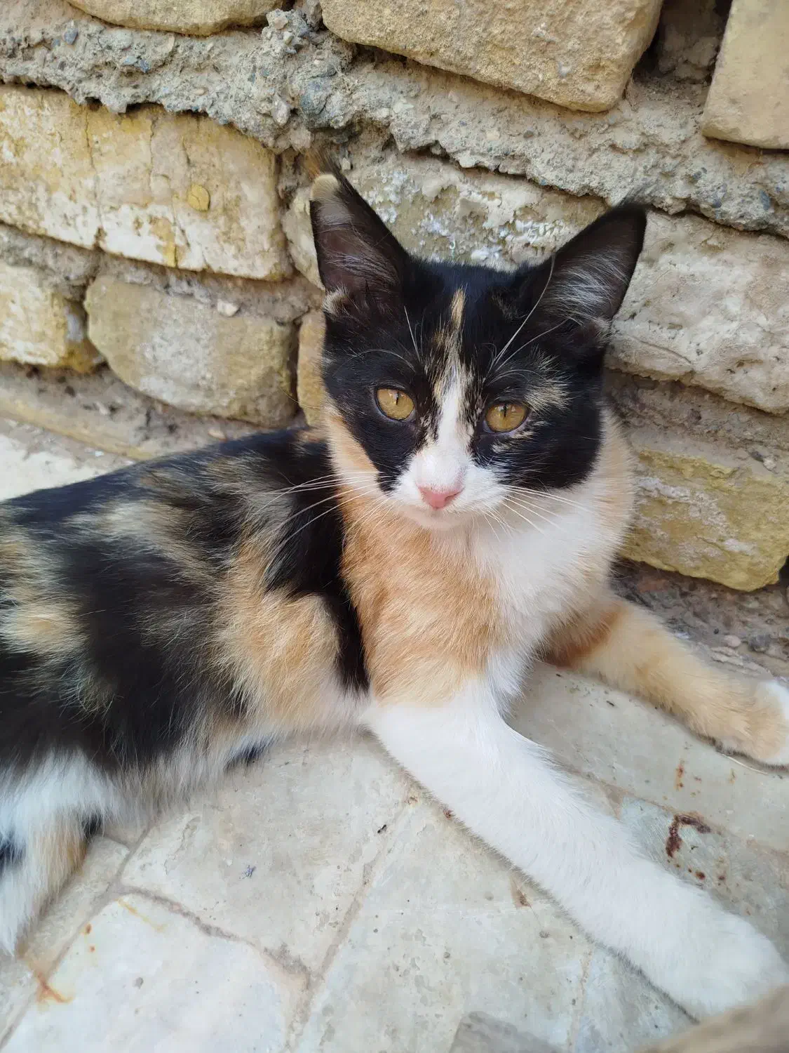 واگذاری ۴ بچه گربه (باهم)|گربه|میبد, |دیوار