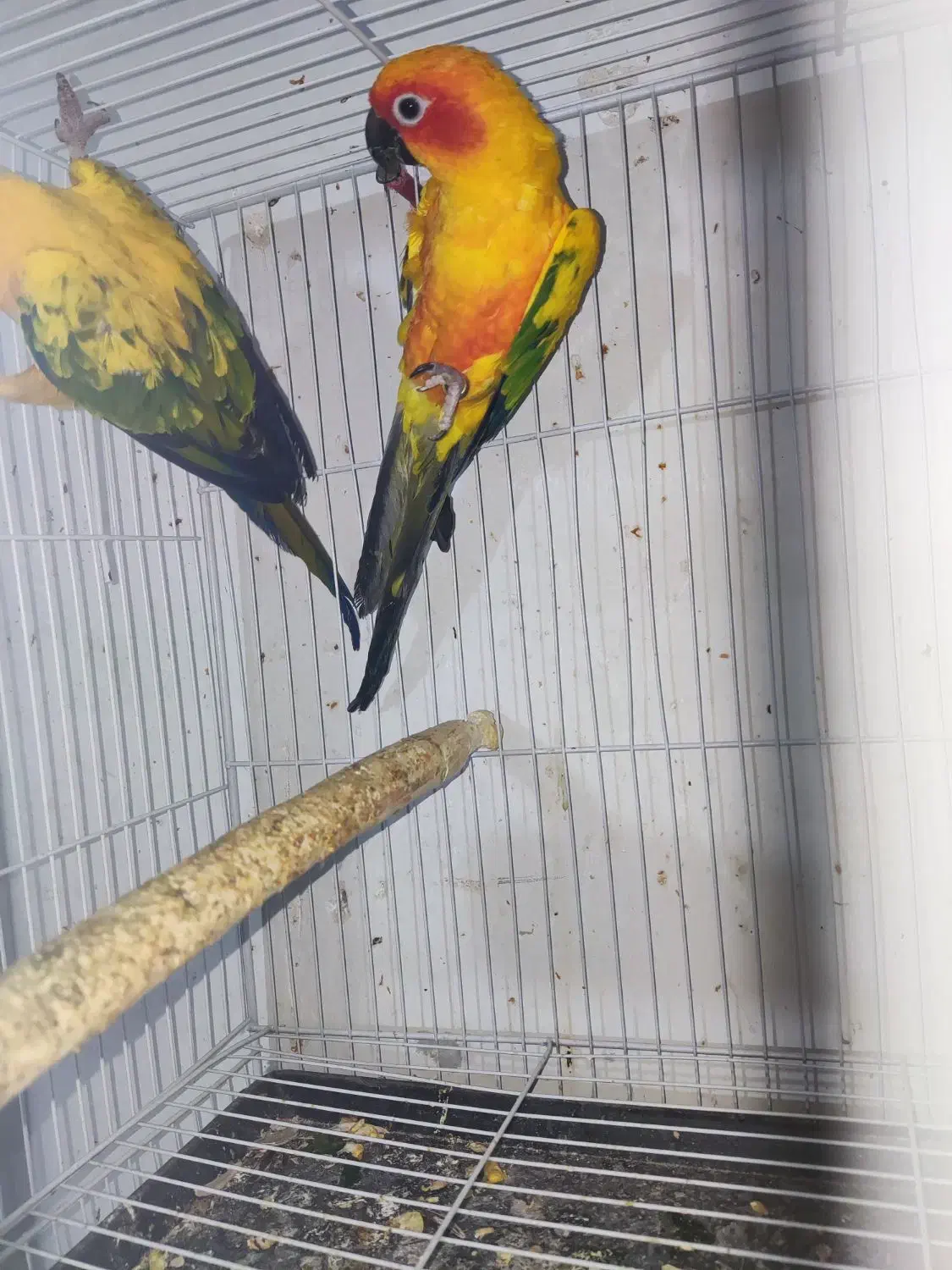 سان کانور خورشیدی|پرنده|مشهد, امام رضا (ع)|دیوار