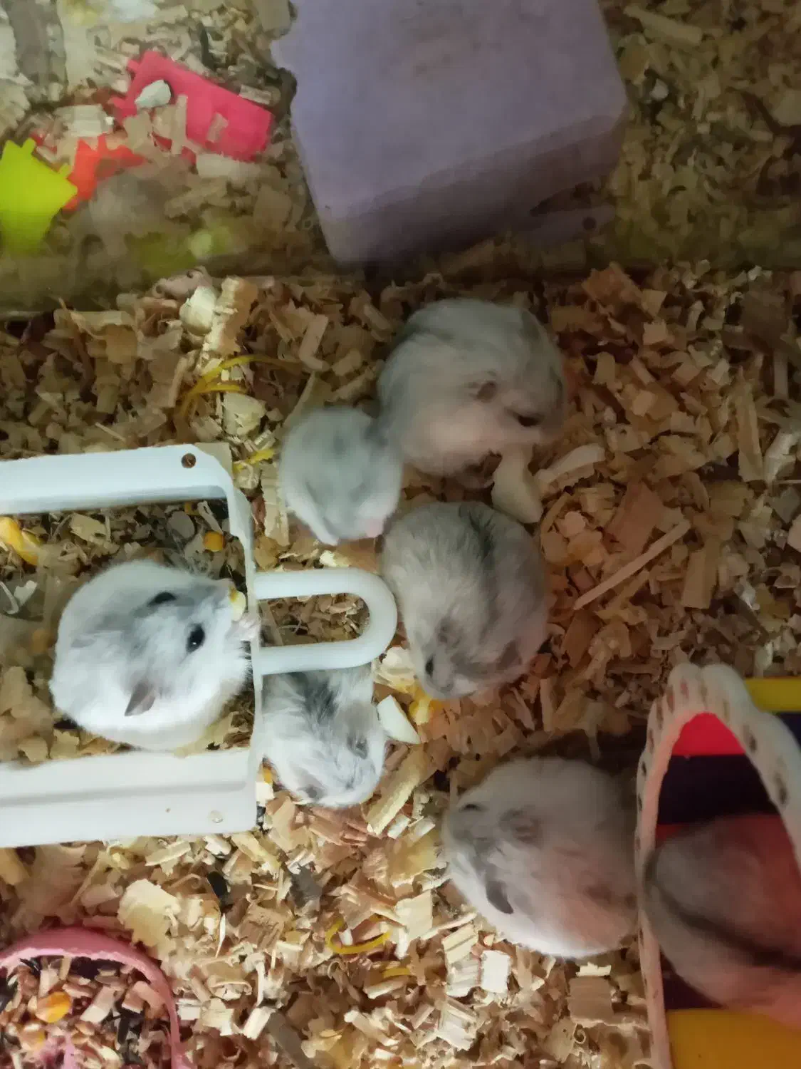 همستر بروفسکی|موش و خرگوش|تبریز, |دیوار