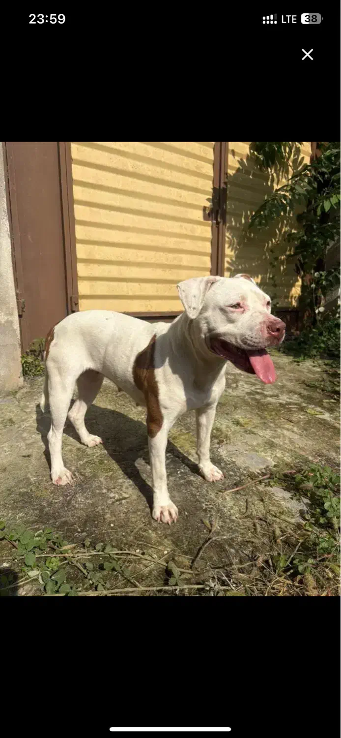 پیتبول ماده|سگ|تهران, تهرانسر غربی|دیوار