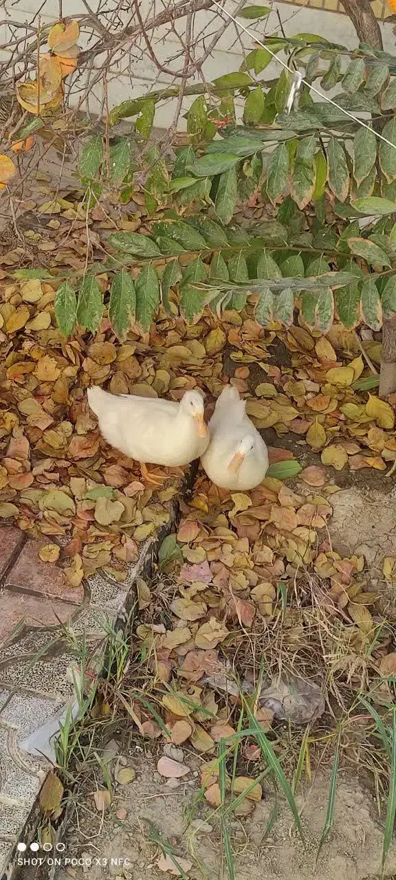 اردک|پرنده|مبارکه, |دیوار