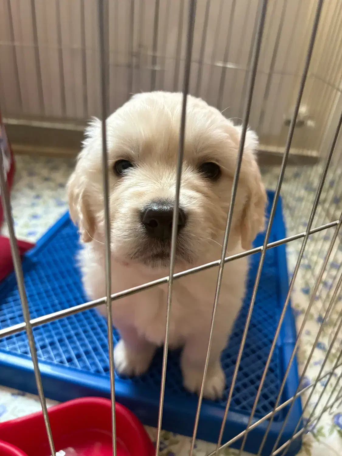 توله‌سگ گلدن رتریور ۲ ماهه، سالم و واکسینه|سگ|تهران, منیریه|دیوار