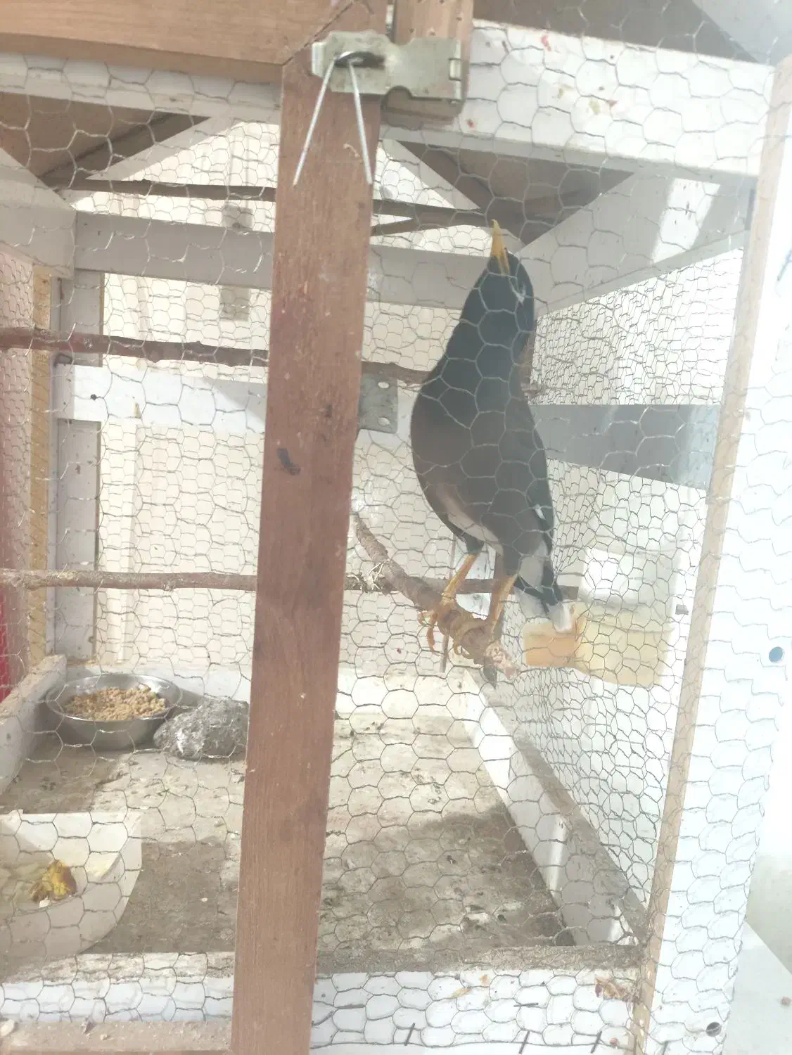 مرغ مینا سخنگو اصلی|پرنده|بیرجند, |دیوار