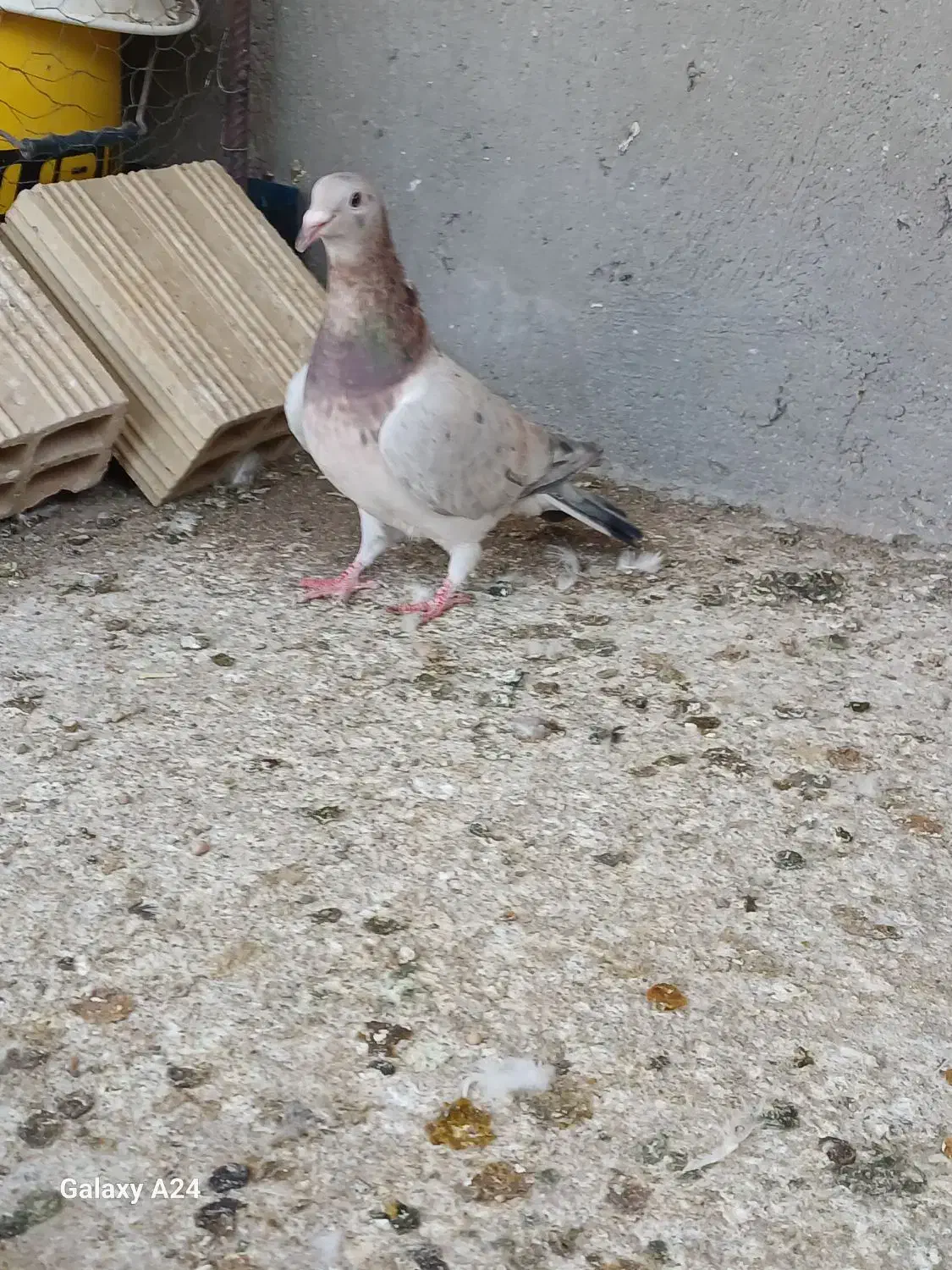 کبوتر|پرنده|شال, |دیوار